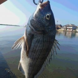 長崎県 クルクル鰯って何故クルクルするの？【さとし氏連載 vol.2】