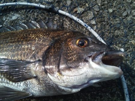 鹿児島県 落とし込み釣り(ヘチ釣り)連載第2回(全６回予定)おすすめ仕掛けとタックル、違いとコツ【ソルト氏連載 vol.2】