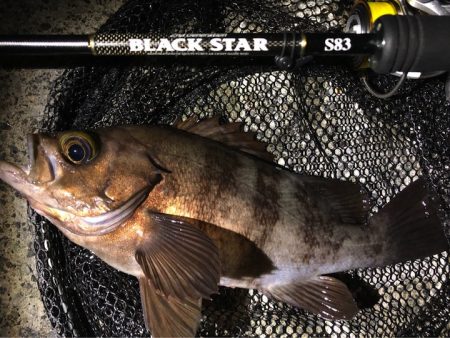 岩手県のメバリング釣行記〜モンスターに狙いを定めて【そ～あ氏連載 vol.2】