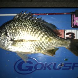 東京湾奥 ヘチ釣り釣行記【すな氏連載 vol.3】