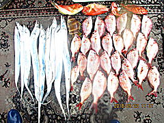 遊漁船 未紗奈 釣果