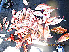 遊漁船 未紗奈 釣果