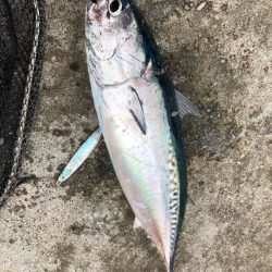 岩手県ライトショアジギング☆30〜40gのメタルジグで中小型の青物狙い【そ～あ氏連載 vol.3】