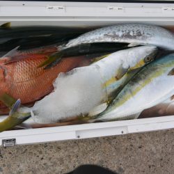 ジギング船 BLUEWATER 釣果