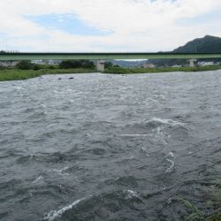 狩野川(狩野川漁業協同組合) 釣果