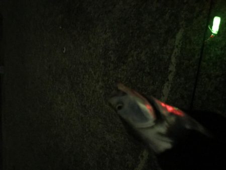 この時期にこのサイズいるんですね！