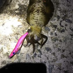 南大阪で秋イカエギング開幕？