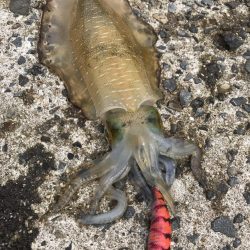 秋イカエギング開幕