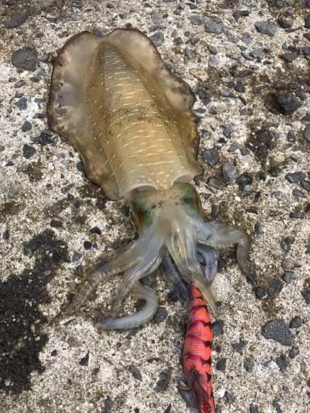 秋イカエギング開幕