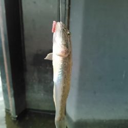 庄内湖 ハゼ釣り盛り上がってます 静岡県 浜名湖西部 その他餌釣り ハゼ 陸っぱり 釣り 魚釣り 釣果情報サイト カンパリ