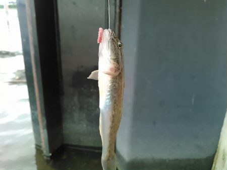 庄内湖 ハゼ釣り盛り上がってます