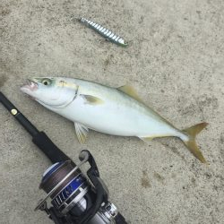 エギングからのショアジギング