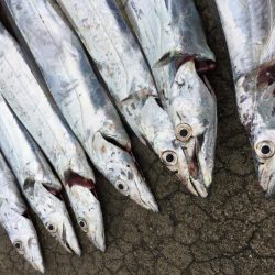 タチウオ釣れました