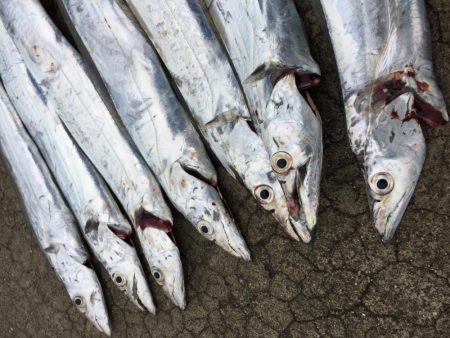 タチウオ釣れました