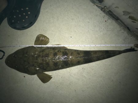 マゴチ60オーバー