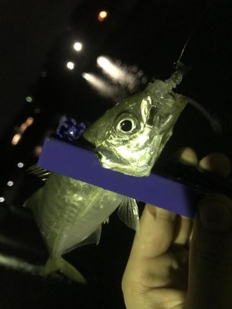 とことんアジングパラダイス