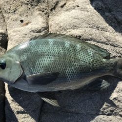 カゴ釣りでグレ2枚、ヘダイ1枚！