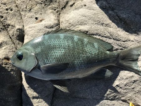 カゴ釣りでグレ2枚、ヘダイ1枚！