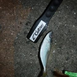 虫ヘッドでアジング