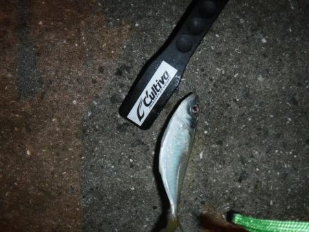 虫ヘッドでアジング