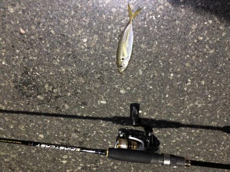 久々のアジングで