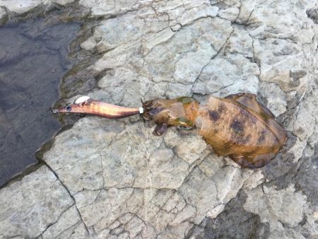 強風荒波なんのその