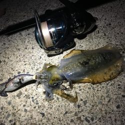 ナイトエギング