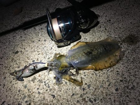 ナイトエギング