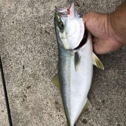 1週間ぶりの青物