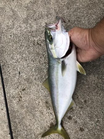 1週間ぶりの青物