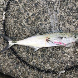 サゴシいました