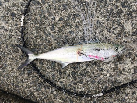 サゴシいました