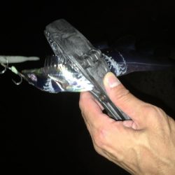 貝塚タチウオ好調キープ。湾奥はまだですね。