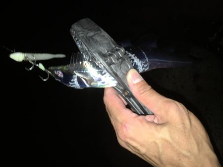 貝塚タチウオ好調キープ。湾奥はまだですね。