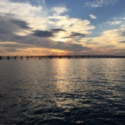 アジをさがしに