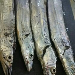 仕事帰りに様子見に