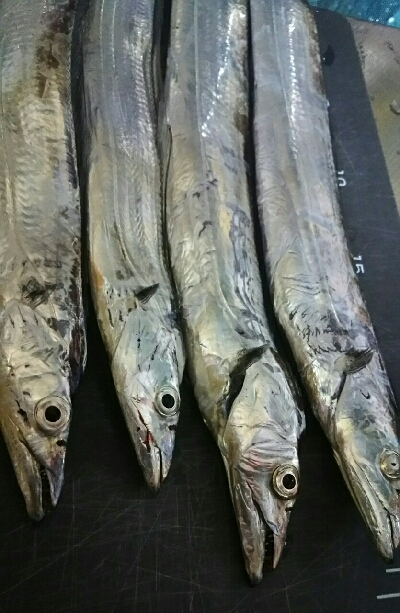 仕事帰りに様子見に