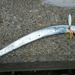 今年はタチウオ良さそう