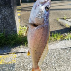 ニベをワーム釣り