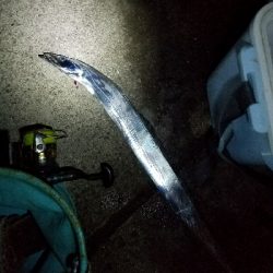 太刀魚釣り　～予想以上に小さいの多い～