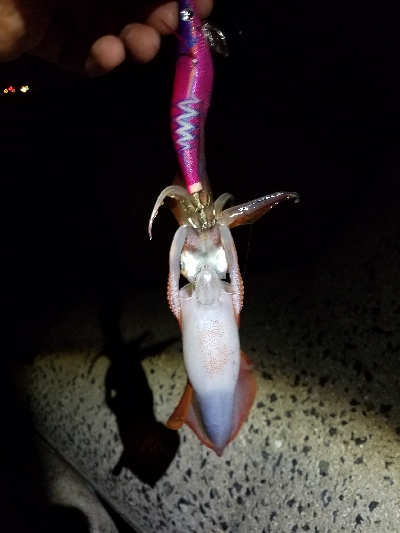 無風来たぁーーー！