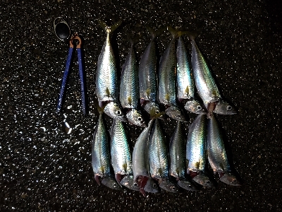 久しぶりに来ました。