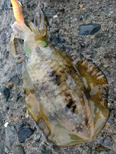 幸先のいいスタート