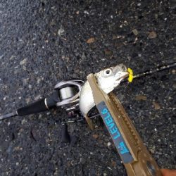 台風後のポイント調査