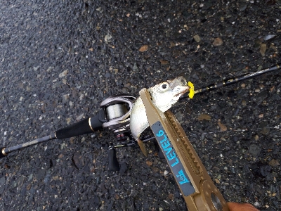 台風後のポイント調査