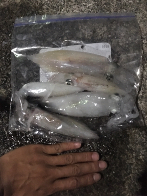 夜通しエギング