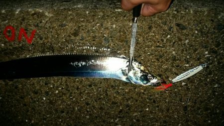 今期初タチウオ