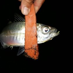 アジングいい感じ