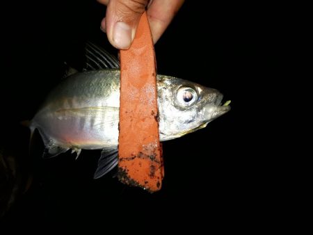 アジングいい感じ