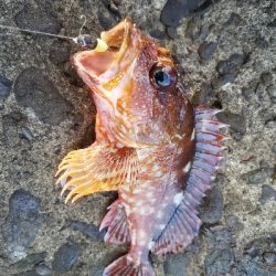 アラカブ[カサゴ]